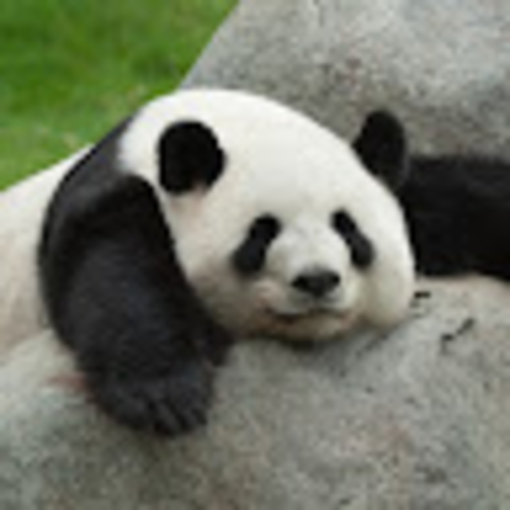 Meet your Posher, Janae